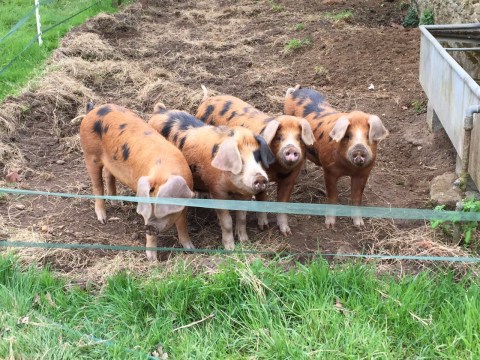 Oxford gray & Tan pigs